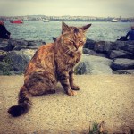 pisica istanbul bosfor