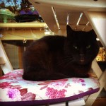 pisica istanbul strada 2