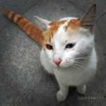 pisica istanbul strada 4