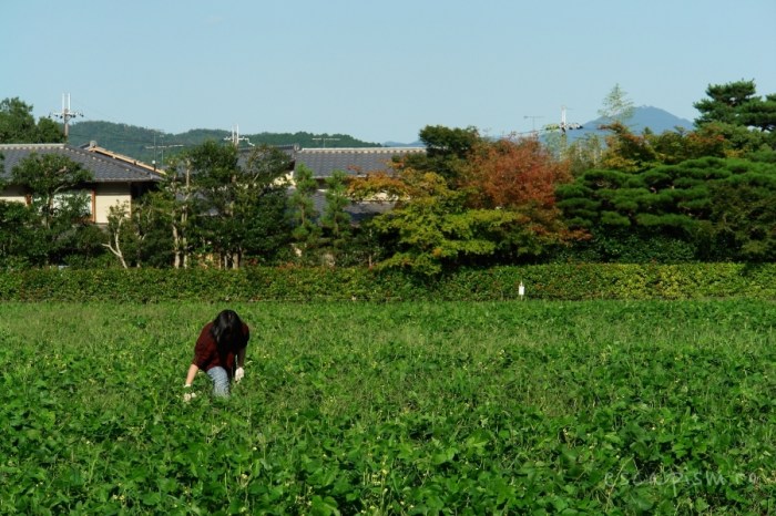 scena rurala kyoto