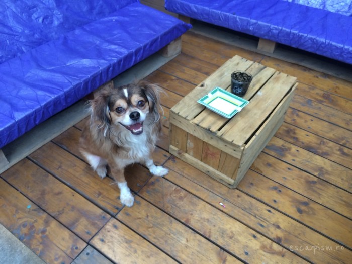 cafeneaua miau bucuresti exterior catel