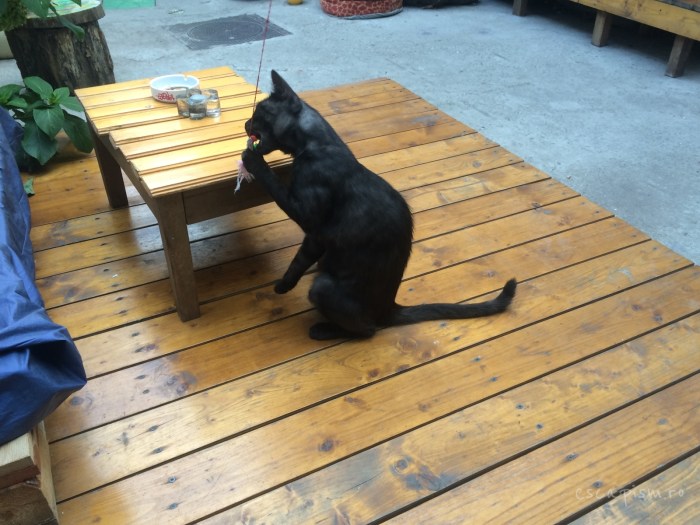 cafeneaua miau bucuresti exterior pisica 3