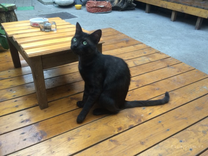 cafeneaua miau bucuresti exterior pisica 4