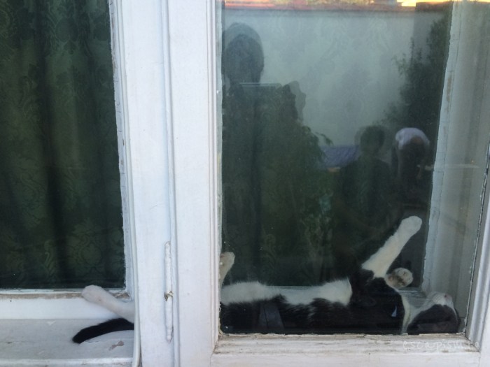 cafeneaua miau bucuresti interior pisica 2