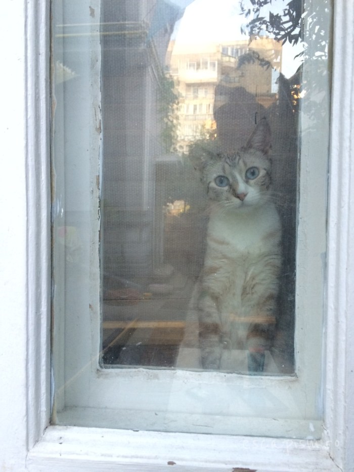 cafeneaua miau bucuresti interior pisica 6