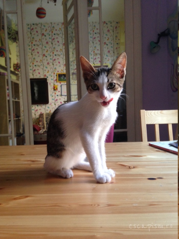 cafeneaua miau bucuresti interior pisica 7