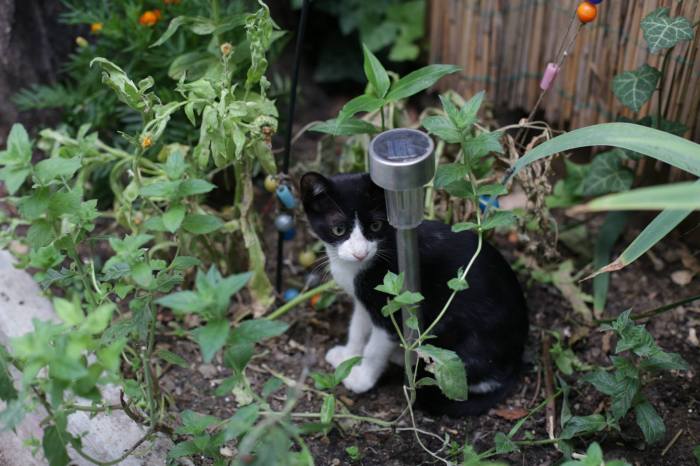 pisica cafeneaua miau 2