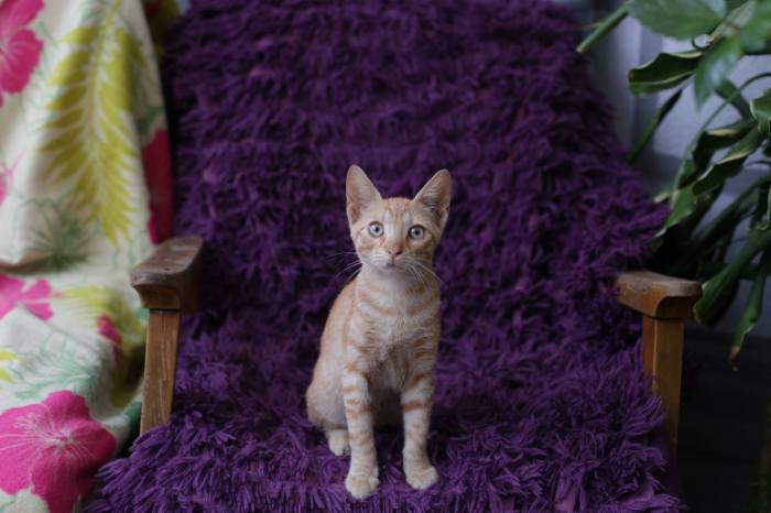 pisica cafeneaua miau 3