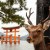 insula-caprioarelor-Miyajima-Japonia