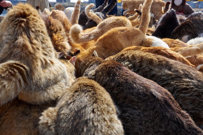 insula pisicilor din Japonia