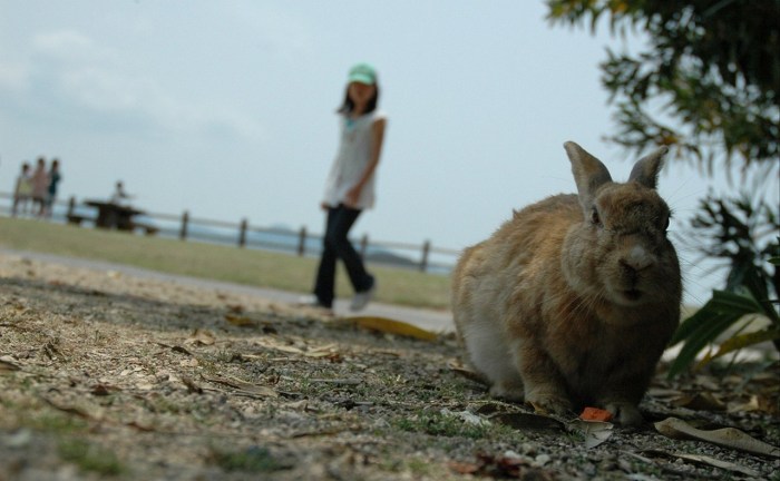 Okunoshima-insula-iepurilor-Japonia (2)