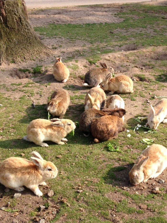 Okunoshima-insula-iepurilor-Japonia