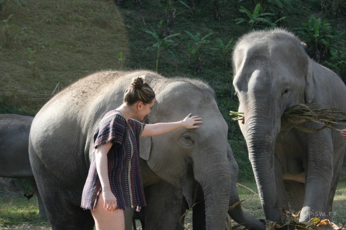 Sanctuar-elefanti-Diana
