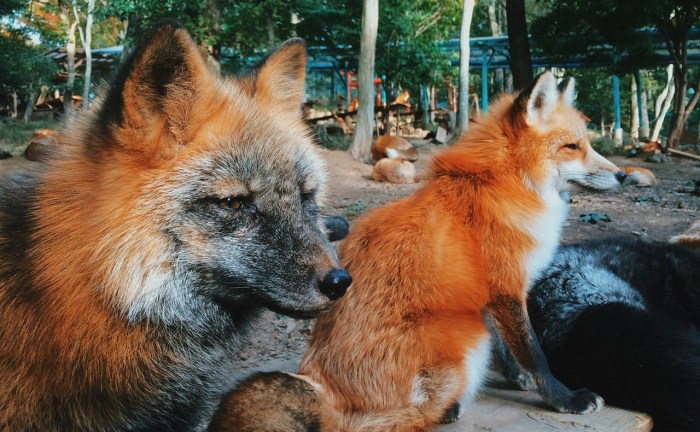 Zao-Fox-Village-sat-vulpi-Japonia