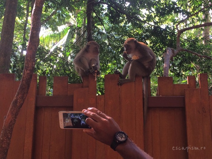 Railay-plaja-maimute-2