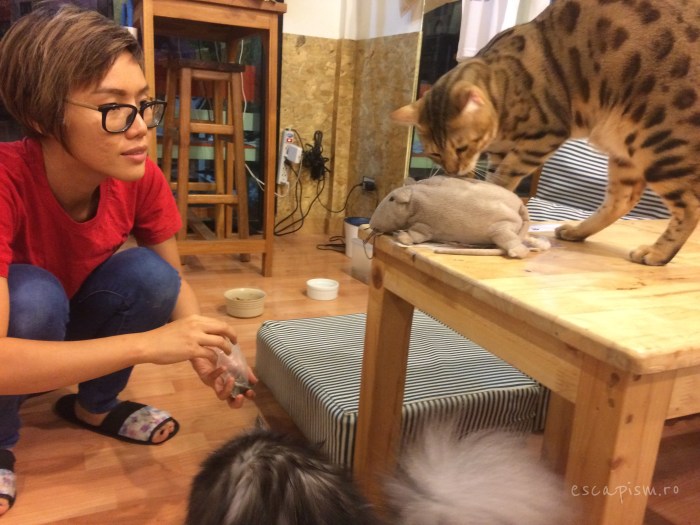 Catmosphere-Cafe-Chiang-Mai-Ace-Catnip