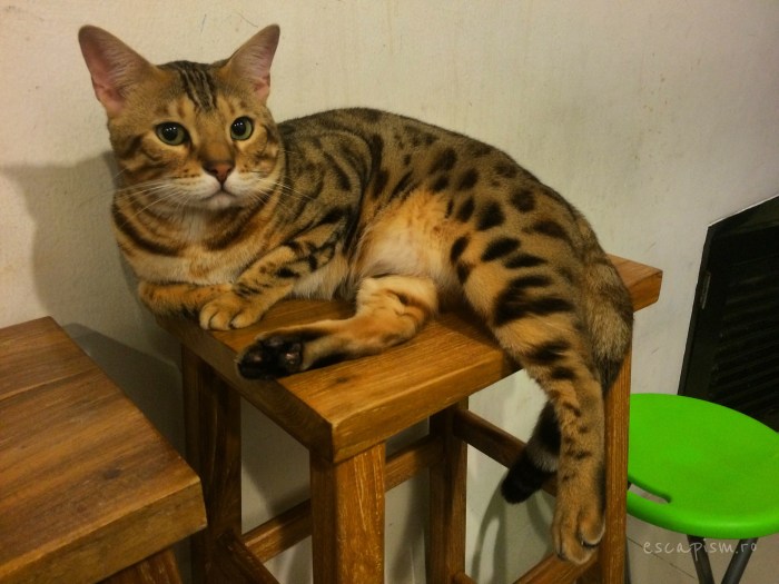 Catmosphere-Cafe-Chiang-Mai-Ace-Chair-3