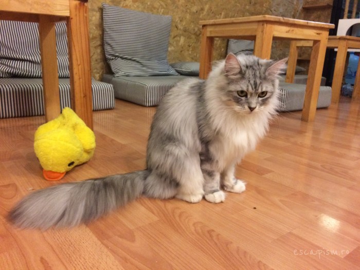 Catmosphere-Cafe-Chiang-Mai-Maine-Coon-Play