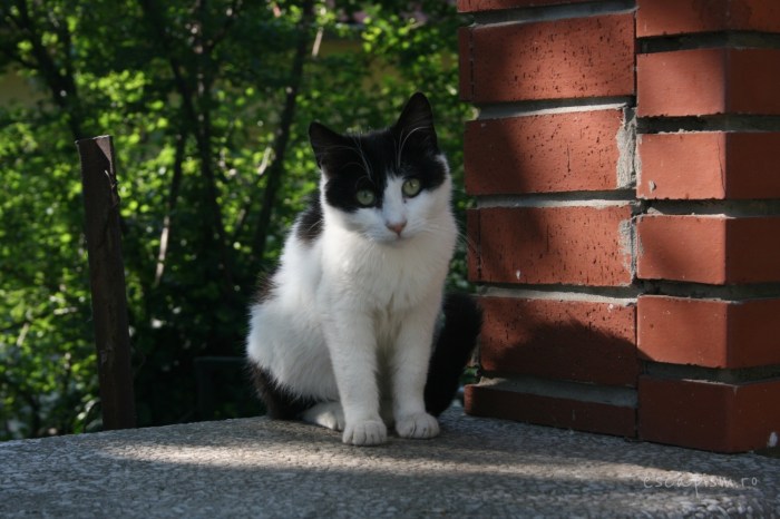 pisica-Buyukada-Istanbul-strada-12