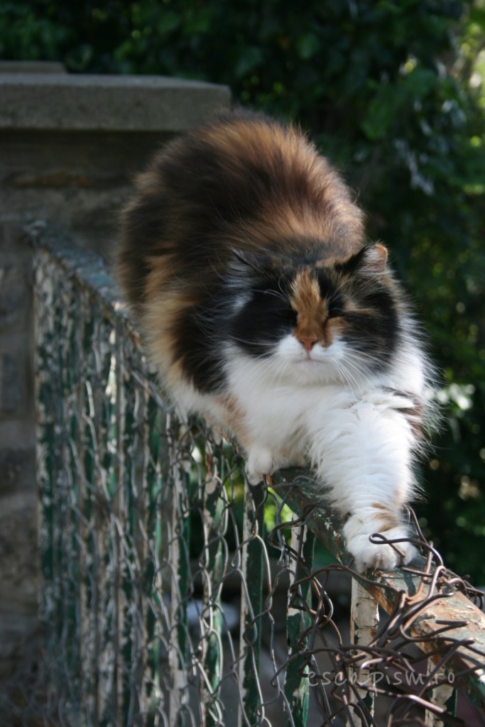 pisica-Buyukada-Istanbul-strada-13