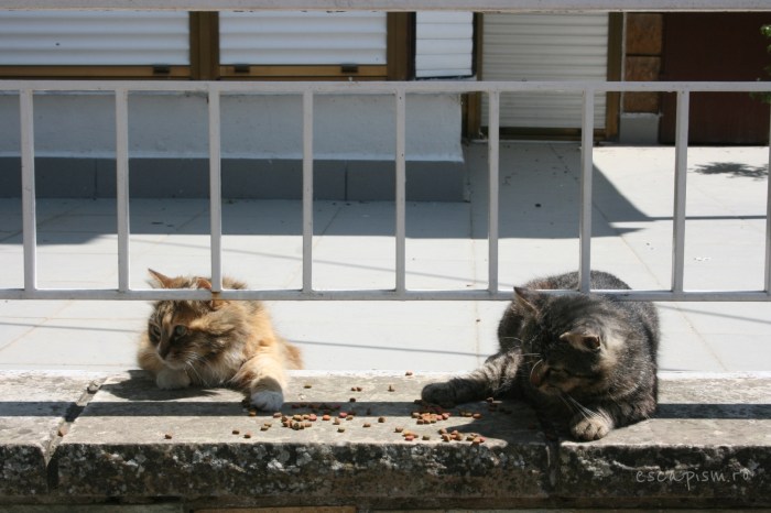 pisica-Buyukada-Istanbul-strada-17