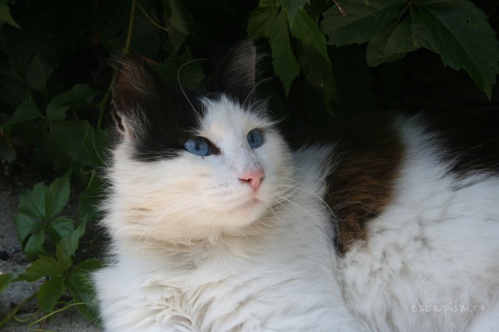 pisica-Buyukada-Istanbul-strada-23