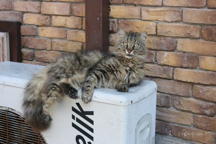 pisica-Buyukada-Istanbul-strada-24