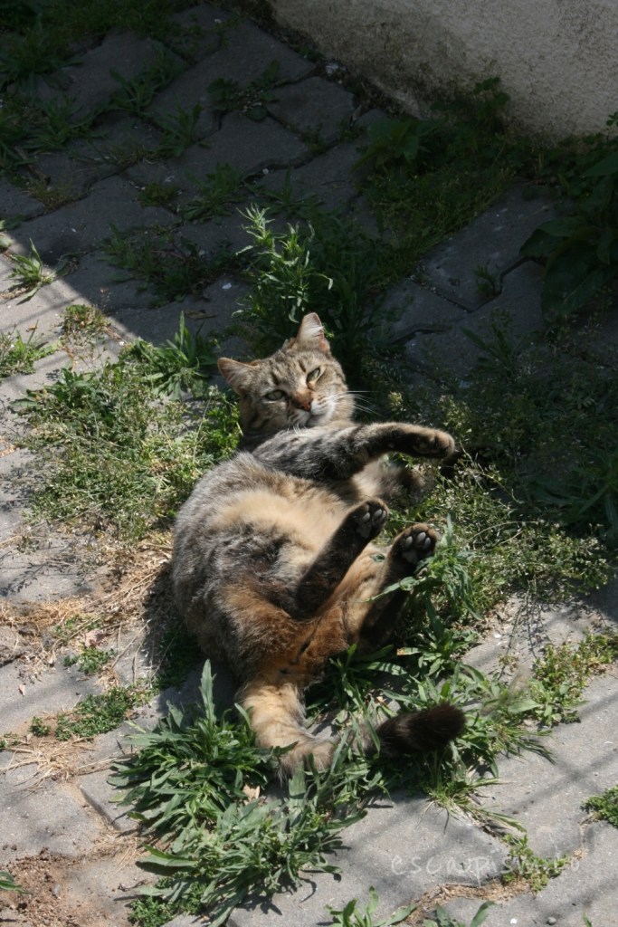 pisica-Buyukada-Istanbul-strada-7