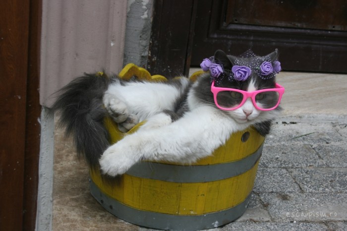 pisica-Buyukada-Istanbul-strada-ochelari-soare