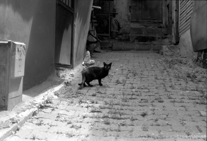 istanbul-black-cat-street