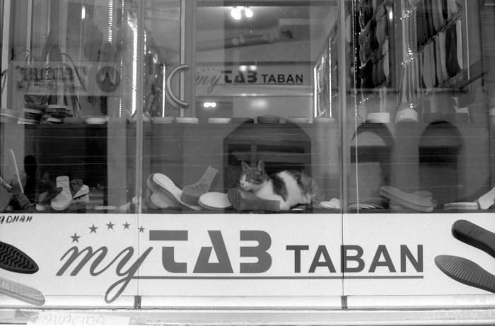 istanbul-cat-window-3