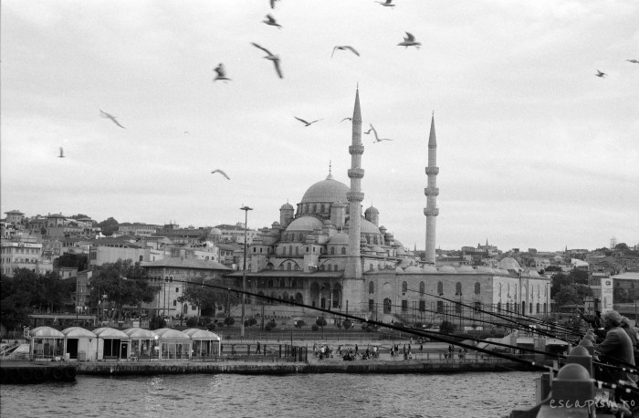 istanbul-eminonu-seagulls-2