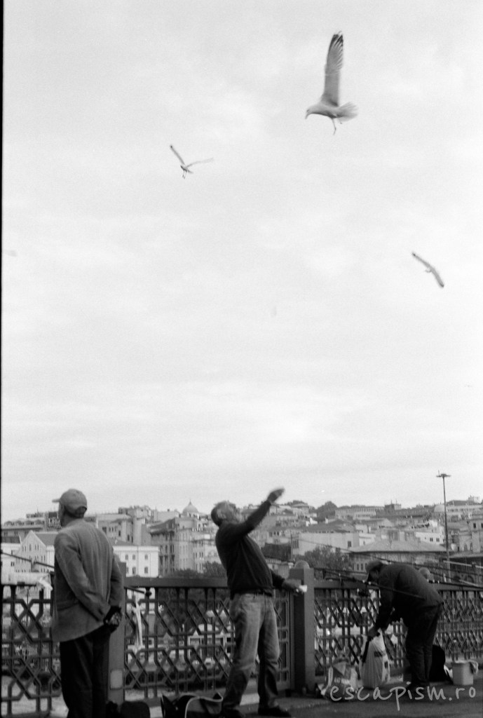 istanbul-feeding-seagulls-galata-bridge-3